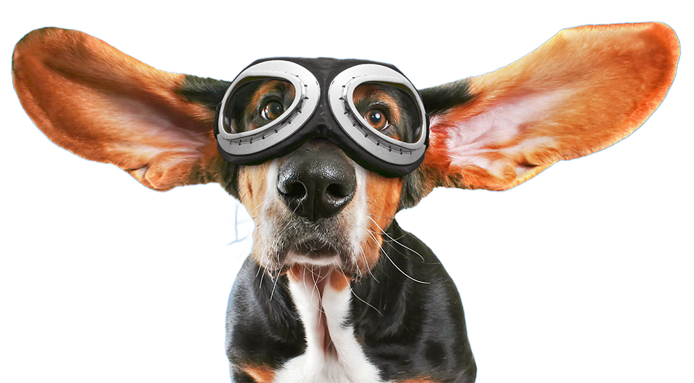 Friendly dog with goggles